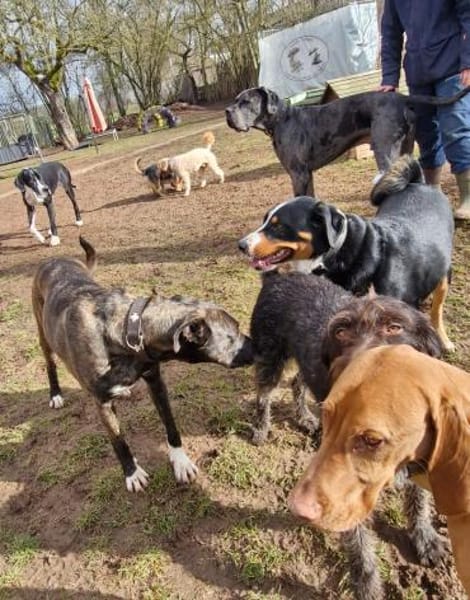 Spike wartet auf seine Menschen