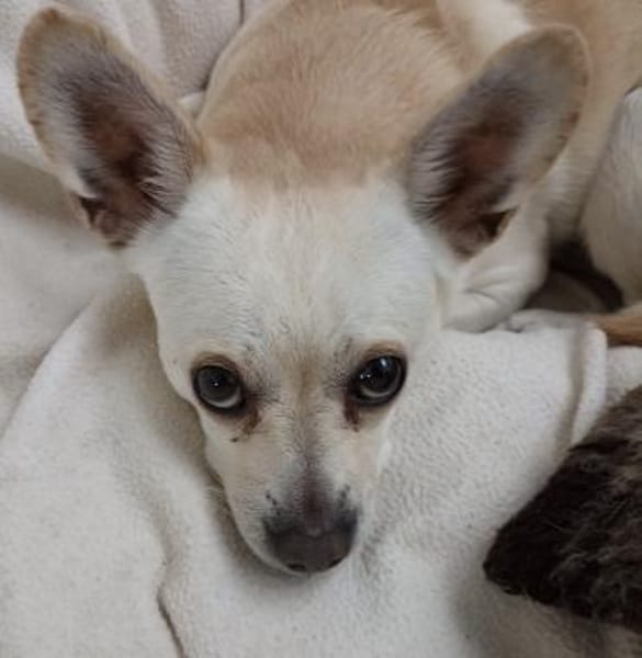 Daisy ist bereit für ein neues Zuhause