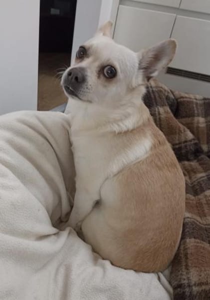 Daisy ist bereit für ein neues Zuhause