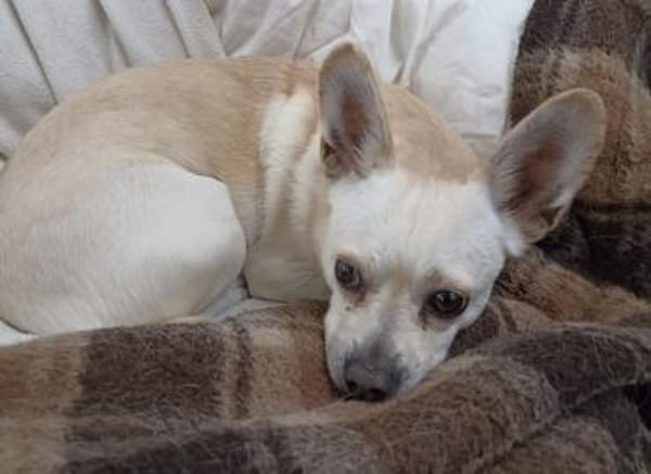 Daisy ist bereit für ein neues Zuhause