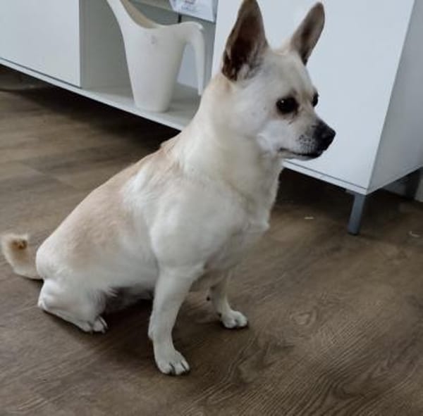 Daisy ist bereit für ein neues Zuhause