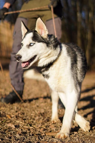 Mozart - ein Huskey Goldstück🍀