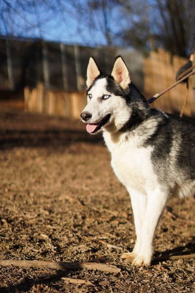 Mozart - ein Huskey Goldstück🍀