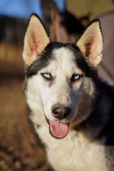Mozart - ein Huskey Goldstück🍀