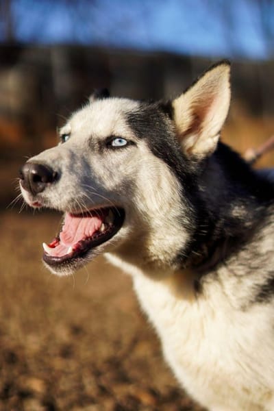 Mozart - ein Huskey Goldstück🍀