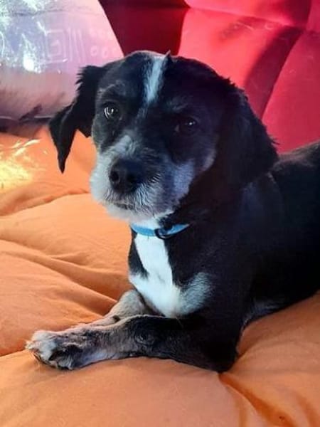 Kleiner Nacho sucht sein Glück.