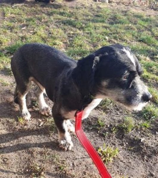 Kleiner Nacho sucht sein Glück.