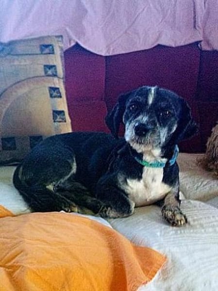 Kleiner Nacho sucht sein Glück.