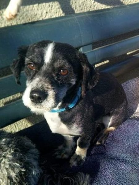 Kleiner Nacho sucht sein Glück.