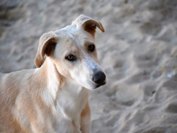 JayJay möchte Sie durchs Leben begleiten