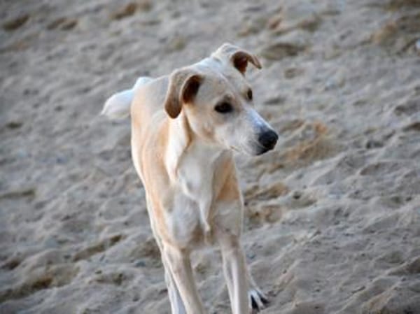 JayJay möchte Sie durchs Leben begleiten