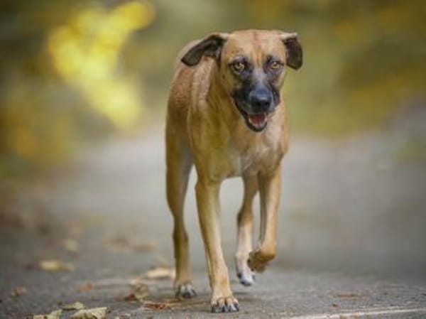 Freundliche Liù wünscht sich Zuhause