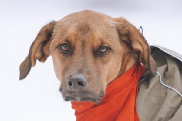 cleverer LASKOwartet in 22559 Hamburg