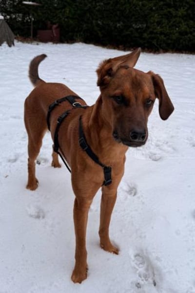 cleverer LASKOwartet in 22559 Hamburg