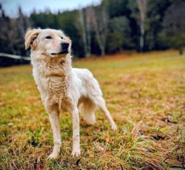 Sparky braver, liebevoller Hund🍀