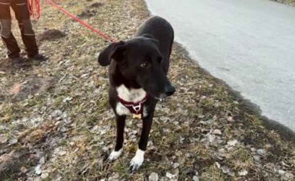 Molly  sanfte Seele sucht ruhiges Zuhau