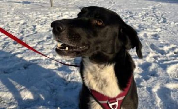 Molly  sanfte Seele sucht ruhiges Zuhau