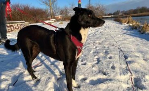 Molly  sanfte Seele sucht ruhiges Zuhau