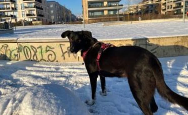 Molly  sanfte Seele sucht ruhiges Zuhau