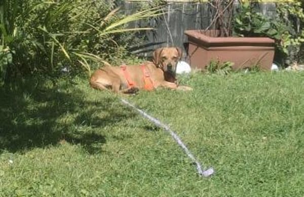 Wer schenkt Rozi ein liebevolles Zuhause