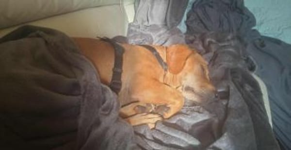 Wer schenkt Rozi ein liebevolles Zuhause