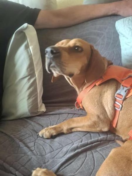 Wer schenkt Rozi ein liebevolles Zuhause