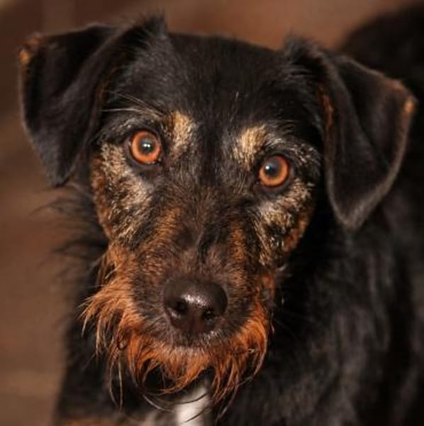 Caja, kleiner Wirbelwind mit großem Herz
