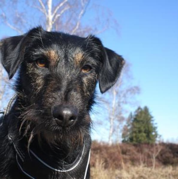 Caja, kleiner Wirbelwind mit großem Herz