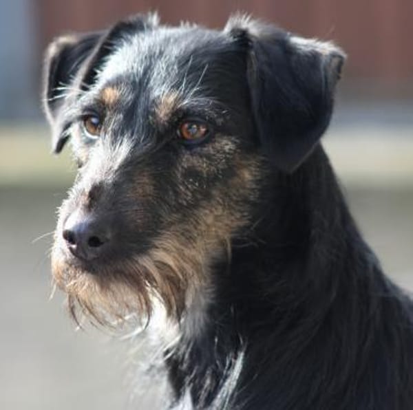 Caja, kleiner Wirbelwind mit großem Herz
