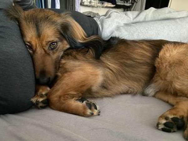 Wer schenkt Niki ein FÜR IMMER ZUHAUSE?