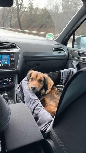 Wer schenkt Niki ein FÜR IMMER ZUHAUSE?