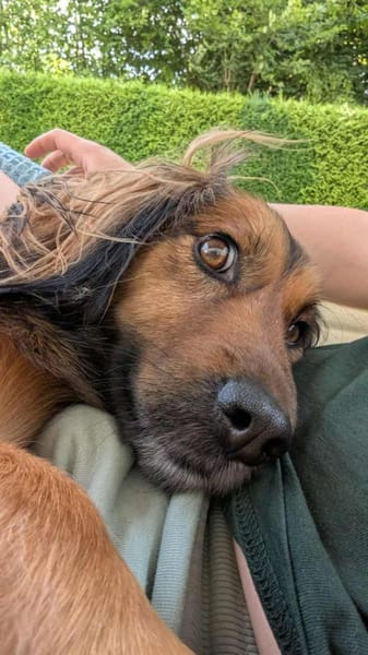 Wer schenkt Niki ein FÜR IMMER ZUHAUSE?