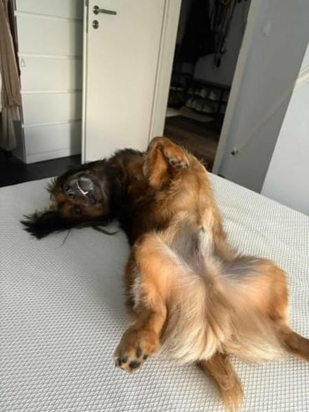 Wer schenkt Niki ein FÜR IMMER ZUHAUSE?