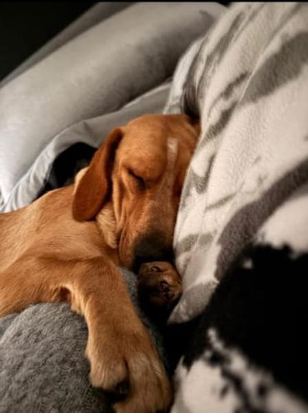 Fred sucht ein Zuhause