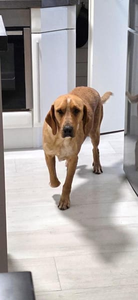 Fred sucht ein Zuhause