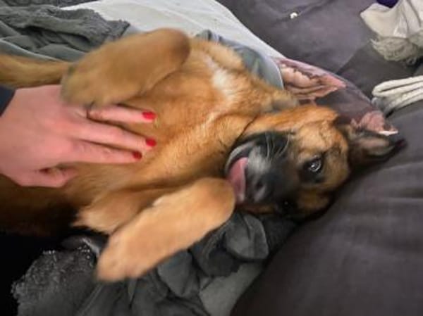 Schäferhündin Doro sucht ein Zuhause