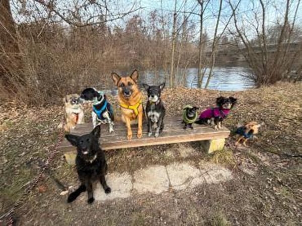 Schäferhündin Doro sucht ein Zuhause