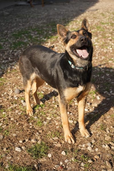 Liebevolle Hündin COURTNEY sucht Zuhause
