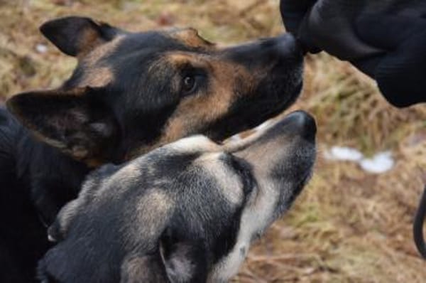 Liebevolle Hündin COURTNEY sucht Zuhause
