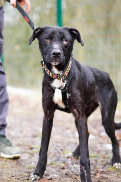 Oreo - süßer Keks sucht Familie🍀