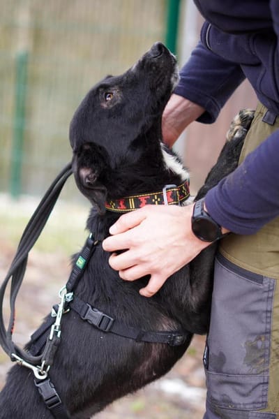 Oreo - süßer Keks sucht Familie🍀