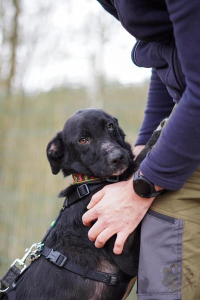 Oreo - süßer Keks sucht Familie🍀