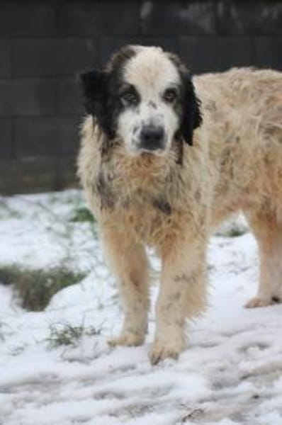 Pino - freundlicher, verträglicher Rüde