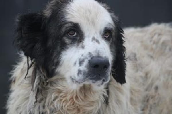 Pino - freundlicher, verträglicher Rüde