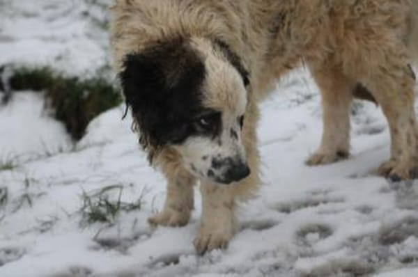 Pino - freundlicher, verträglicher Rüde