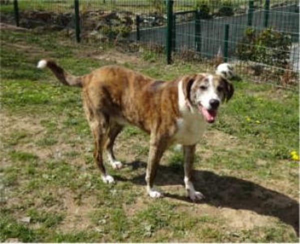 Kamelot der Sanftmütige