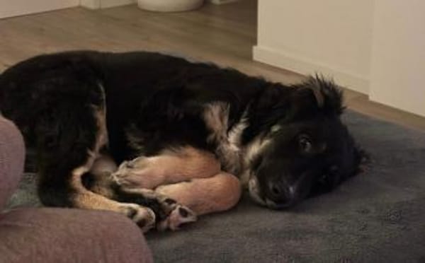 Wer schenkt Cara endlich ihr Zuhause?