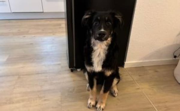 Wer schenkt Cara endlich ihr Zuhause?