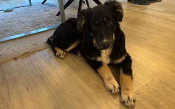 Wer schenkt Cara endlich ihr Zuhause?