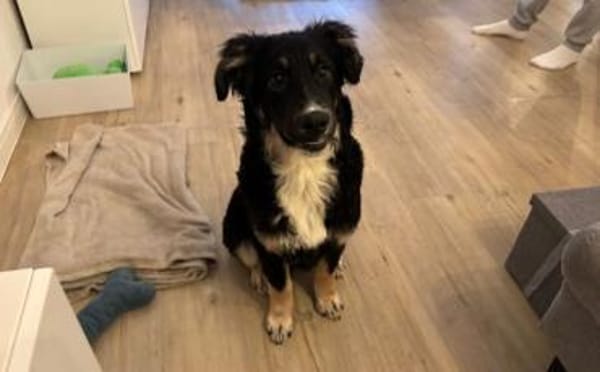 Wer schenkt Cara endlich ihr Zuhause?